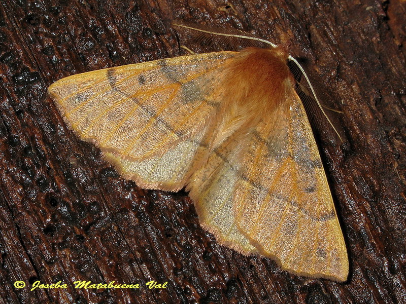 Colotois pennaria - Geometridae